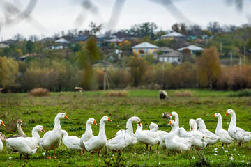 Peaceful rural landscape with a flock of white geese bathing and swimming in a small pond...