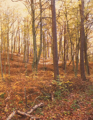 Naklejka premium Autumn in forest. Beauty of nature