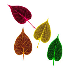 Obraz premium Four Translucent Skeletonized Leaves In Vibrant Red Orange Yellow And Green Hues Suspended 