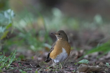 地面に降りたアカハラ