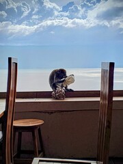 A monkey sits on a table with a beautiful lake in the background. 