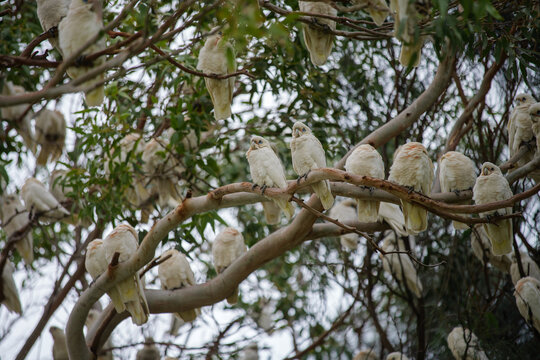 Corellas in a large flock and in flight at Wilson's Promonotory in Victoria, Australia in October 2025. 