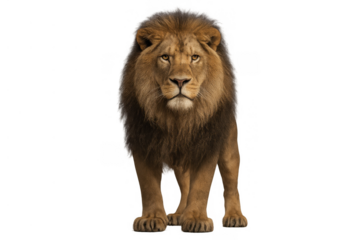 Male lion standing, facing forward with a majestic mane, representing power, leadership, and freedom. Transparent background