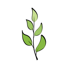 Fototapeta premium Botanical branch with green leaves