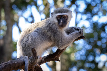 Monkey Furbabies