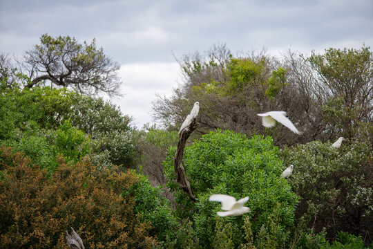 Corellas in a large flock and in flight at Wilson's Promonotory in Victoria, Australia in October 2025. 