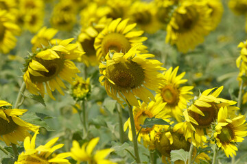 Closeup of a sunflower growing in a field of sunflowers during a nice sunny summer day, Sunflower natural background. flower blooming, Beautiful field of blooming sunflowers, Chakwal, Punjab, Pakistan