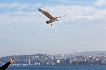 People throwing bread to seagulls and Seagull flying in the sky over Bosphorus, Istanbul, Turkey
