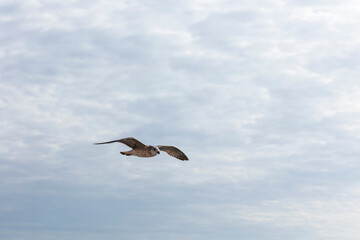 Obraz premium Seagull flying in the cloudy blue sky, closeup of photo