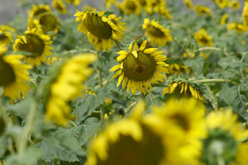 Closeup of a sunflower growing in a field of sunflowers during a nice sunny summer day, Sunflower natural background. flower blooming, Beautiful field of blooming sunflowers, Chakwal, Punjab, Pakistan