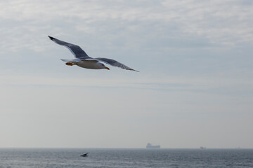 Seagull flying in the cloudy blue sky, closeup of photo