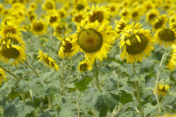 Closeup of a sunflower growing in a field of sunflowers during a nice sunny summer day, Sunflower natural background. flower blooming, Beautiful field of blooming sunflowers, Chakwal, Punjab, Pakistan