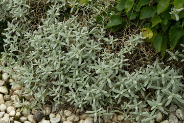 blume pflanze natur