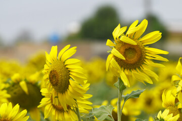 Closeup of a sunflower growing in a field of sunflowers during a nice sunny summer day, Sunflower natural background. flower blooming, Beautiful field of blooming sunflowers, Chakwal, Punjab, Pakistan