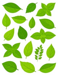 Fototapeta premium Assortment of vibrant green leaves in various shapes and sizes