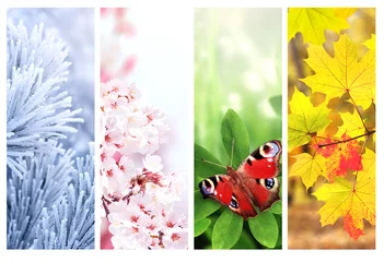 Fototapete Fallen Four season of year. Set of nature banners depicting natural world. Each one features scene of nature, from snow of winter to vibrant leaves of fall. Perfect  for showcasing of changing seasons  © frenta