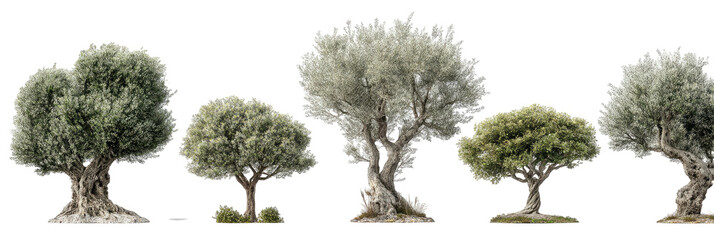 Five gnarled trees with thick foliage, isolated view