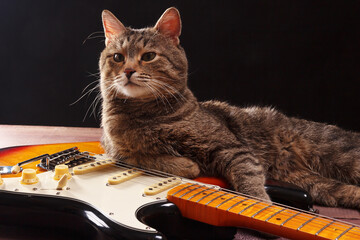 Striped kitten with guitar on dark background.