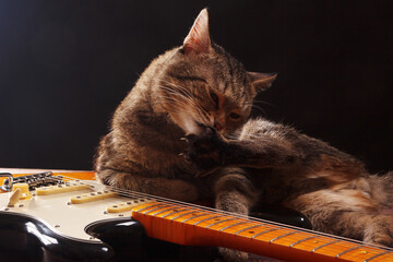 Tabby cat with electric guitar on dark background.