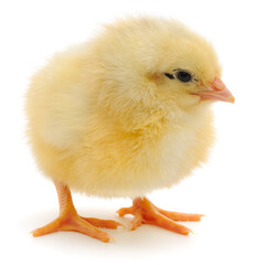Yellow chick isolated on white background