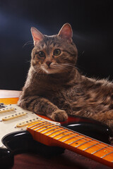 Tabby kitten with electric guitar on dark background.