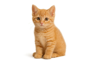 Obraz premium Ginger kitten sitting, looking at camera with orange tabby fur, domestic animal on transparent background