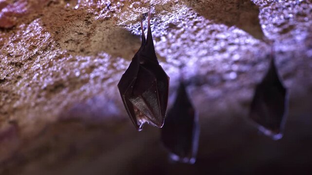 Close up small shaking horseshoe bat hanging from top of cold natural rock cave while hibernating. Creative backlit wildlife take. Shining water drops on animal body. Wildlife take natural environment