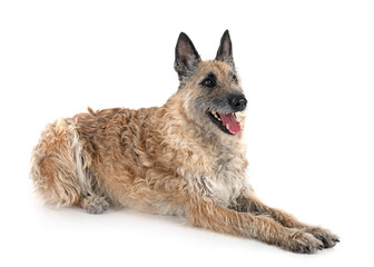 young laekenois in studio