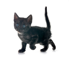 bengal kitten in studio