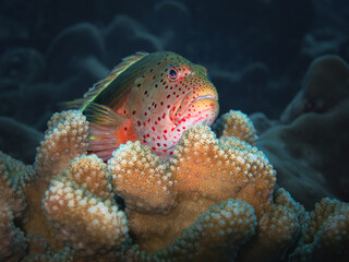 Close-up underwater view of a coral grouper resting on a branching coral section in tropical waters. The colorful fish lies with its belly against the coral, showcasing marine life and reef habitat.