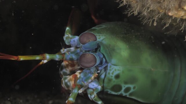 Macro footage of a peacock mantis shrimp (Odontodactylus scyllarus) showing distinctive eye movement while resting in its burrow in Tulamben, Bali. High-quality marine wildlife clip