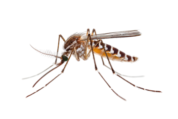 Mosquito close-up, patterned body, feathery antennae