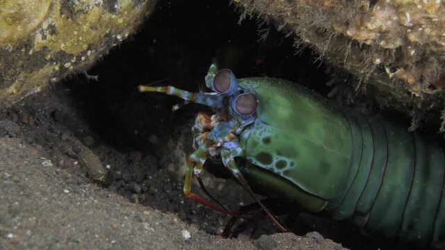 Macro footage of a peacock mantis shrimp (Odontodactylus scyllarus) showing distinctive eye movement while resting in its burrow in Tulamben, Bali. High-quality marine wildlife clip