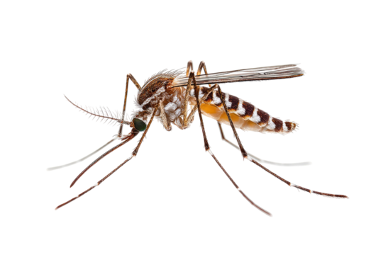 Mosquito close-up, patterned body, feathery antennae
