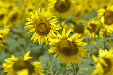 Fototapeta premium Closeup of a sunflower growing in a field of sunflowers during a nice sunny summer day, Sunflower natural background. flower blooming, Beautiful field of blooming sunflowers, Chakwal, Punjab, Pakistan