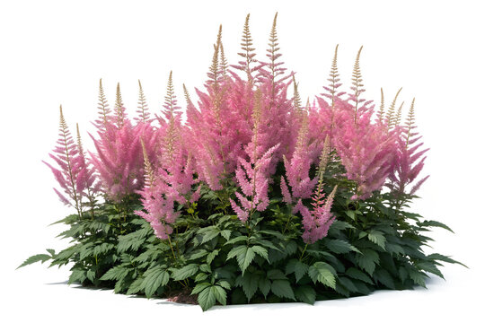 Lush Clump of Pink Astilbe Flowers with Fern-like Feathery Plumes Isolated