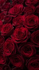 Fototapeta premium Luxurious deep red roses, a symbol of love and passion, captured in a stunning, high-definition close-up
