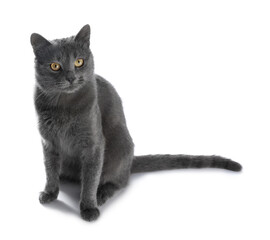 Cute gray cat on white background. Adorable pet