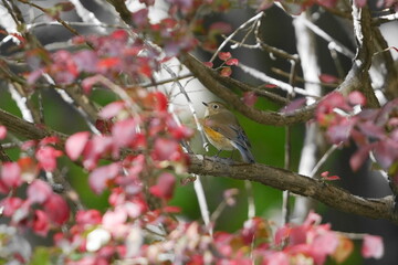 枝に止まるルリビタキ