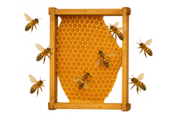 Honey bees flying around honeycomb frame, working to produce natural golden honey for beekeeping