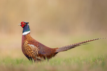 Bird - male Common pheasant Phasianus colchius Ring-necked pheasant in natural habitat wildlife Poland Europe