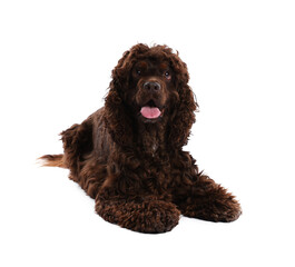 Cute Cocker Spaniel dog on white background