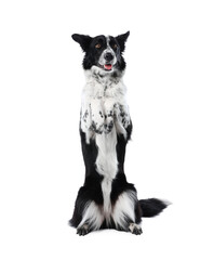 Cute Border Collie dog showing trick on white background