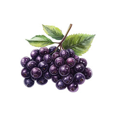 elderberry hand drawn illustration