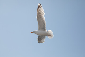 Adult herring gull soaring with wings spread against blue sky
