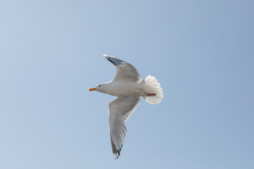 Adult European herring gull in flight against blue sky
