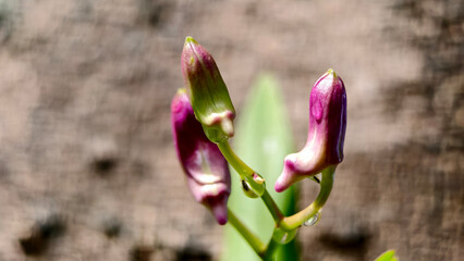 Close-up macro moment before bloom featuring three orchid flower buds. Composition highlights texture and color transition from green to purple representing growth anticipation and the beginning life