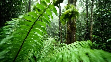 Smooth drone shot moving through the dense, wet canopy of a vibrant rainforest as water drips from leaves after a downpour plants, tropical, view - Powered by Adobe