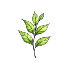 tea leaves hand drawn illustration