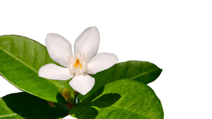 Close-up single pristine white jasmine-like flower positioned against of vibrant green foliage. Flower features distinct petals and small delicate yellow-orange center and copy space